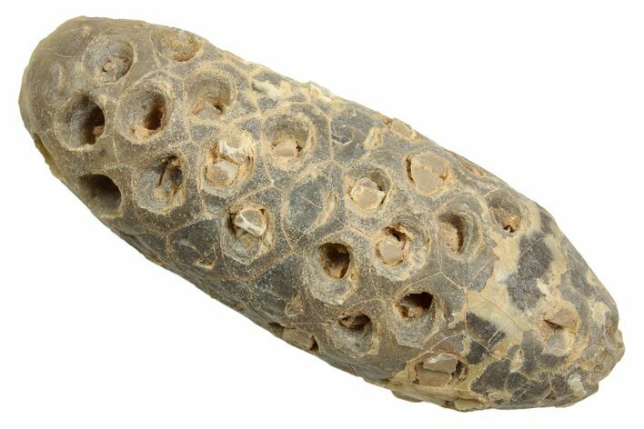 Fossil Cycadophyte Seed Cone - Boujdour, Morocco #348986